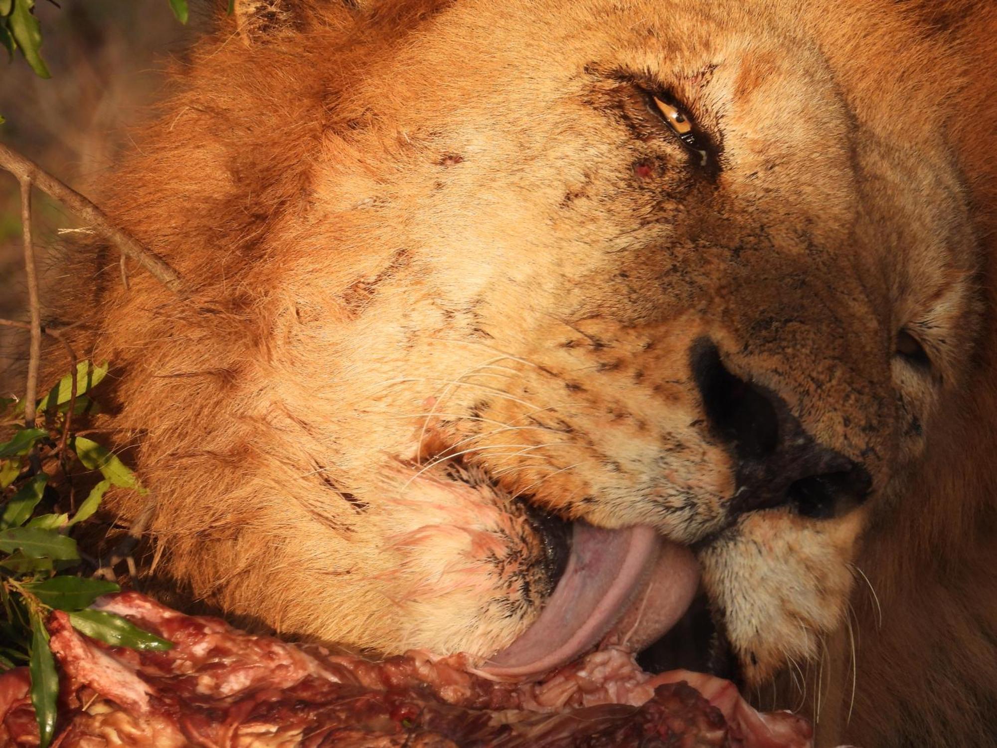 Sausage Tree Safari Camp Balule Game Reserve Εξωτερικό φωτογραφία