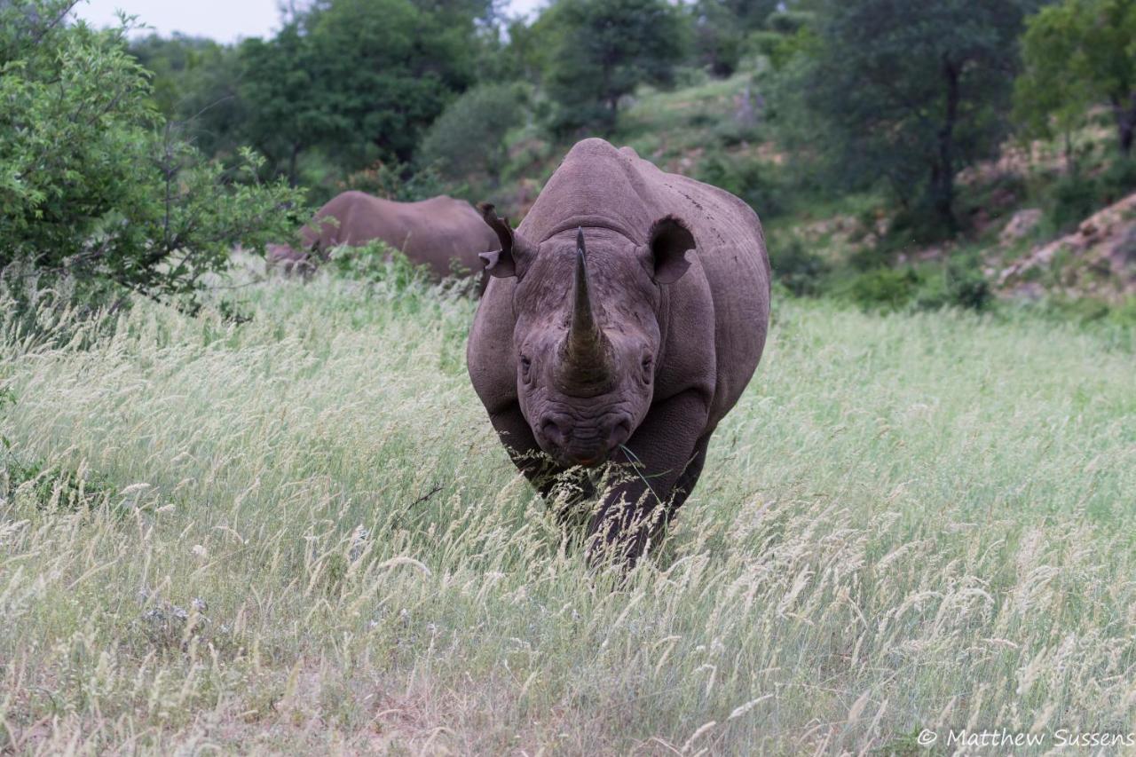 Sausage Tree Safari Camp Balule Game Reserve Εξωτερικό φωτογραφία