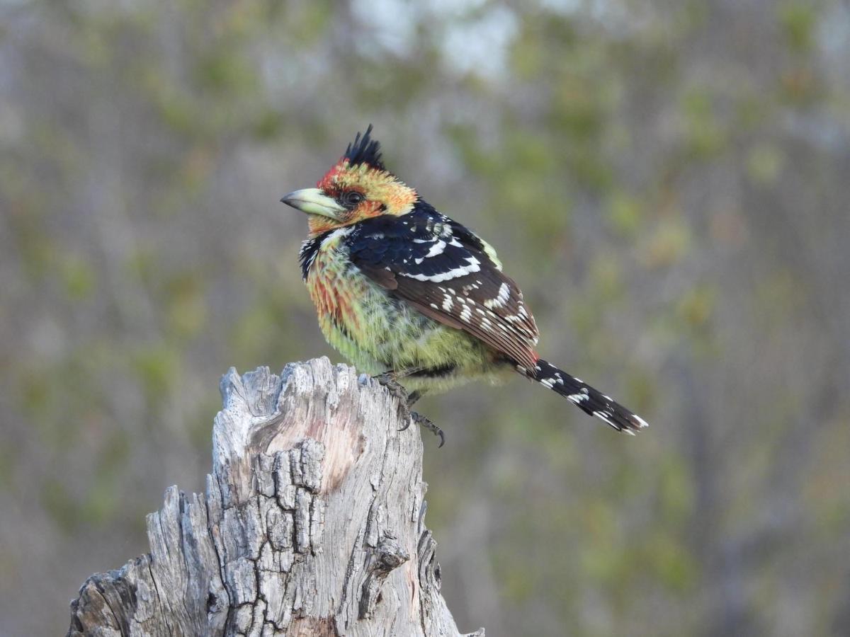 Sausage Tree Safari Camp Balule Game Reserve Εξωτερικό φωτογραφία
