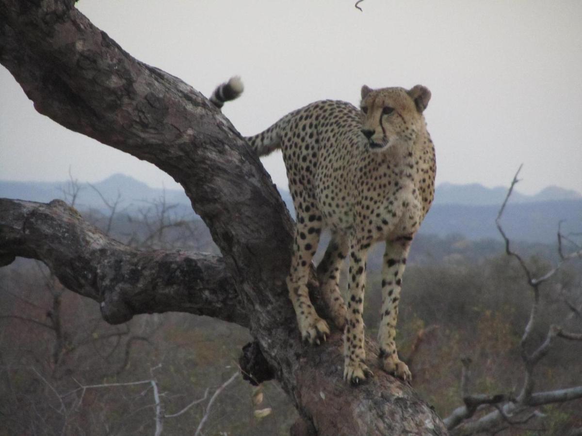 Sausage Tree Safari Camp Balule Game Reserve Εξωτερικό φωτογραφία