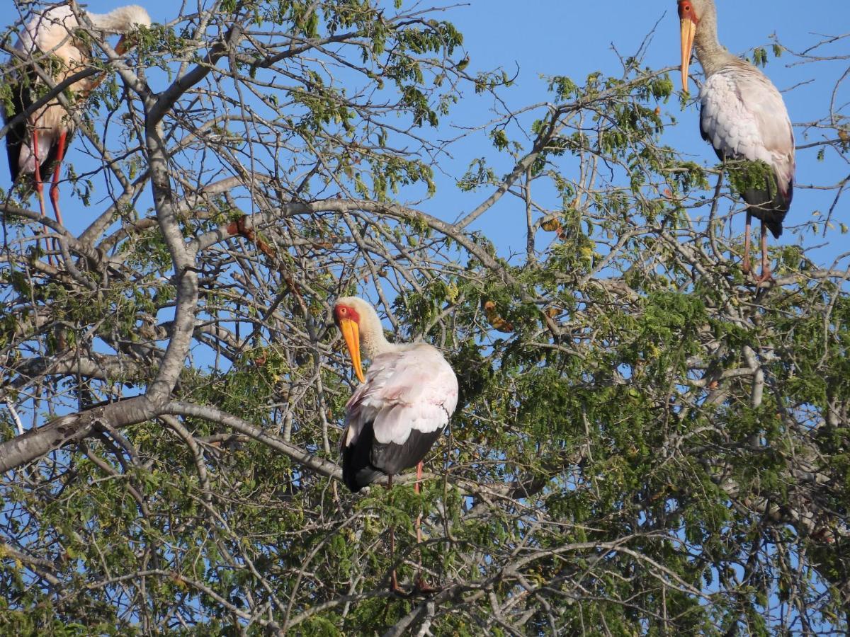Sausage Tree Safari Camp Balule Game Reserve Εξωτερικό φωτογραφία