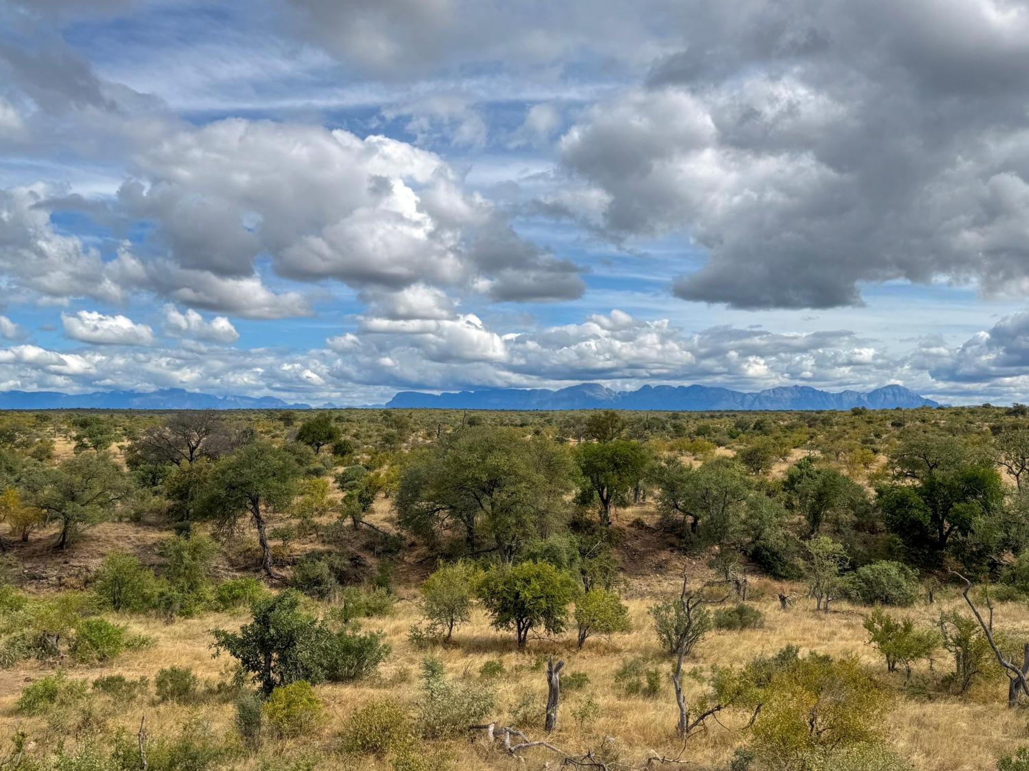 Sausage Tree Safari Camp Balule Game Reserve Εξωτερικό φωτογραφία